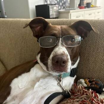 Scarlet Mae The Floppy Eared Lovebug -  German Shorthaired Pointer and Labrador Retriever Dog for Adoption in Friendswood, Texas - Scarlet Mae The Floppy Eared Lovebug | PetCurious
