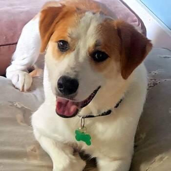 Labrador Retriever Dogs Available for Adoption in Ottawa Hills, Ohio - Charlie | PetCurious