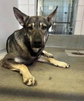 Rescue German Shepherd Dog Dogs for Adoption in Round Rock, Texas - Kano | PetCurious