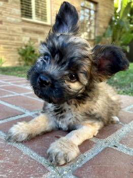 ❤️ Lola (Sophia