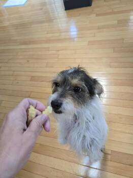 Rescue Parson Russell Terrier and Papillon Dogs for Adoption in Shorewood, Illinois - Dixie | PetCurious