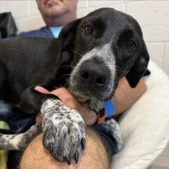 Black Mouth Cur and Mixed Breed Dogs Available for Adoption in Englewood, Florida - Asteroid | PetCurious
