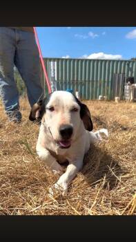 Dos -  Hound Dog for Adoption - Dos | PetCurious