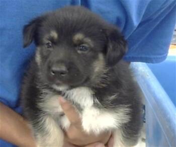 Rescue Mixed Breed Dogs for Adoption in Dallas, Texas - WOLLY | PetCurious