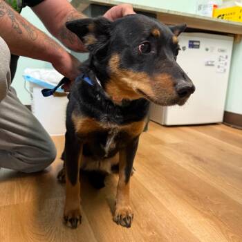 Ammon-Coraline (Lizzy) -  Cattle Dog Dog for Adoption in Idaho Falls, Idaho - Ammon-Coraline (Lizzy) | PetCurious