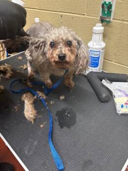 Yorkshire Terrier Dogs Available for Adoption in Douglasville, Georgia - Yannah | PetCurious