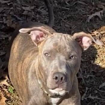 Labrador Retriever Dogs Available for Adoption in Niagara Falls, Ontario - Leo (20260408-05) | PetCurious