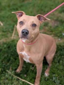 Scrappy -  American Staffordshire Terrier Dog for Adoption in Gulfport, Mississippi - Scrappy | PetCurious