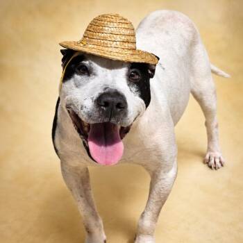 George -  Pit Bull Terrier Dog for Adoption in Phenix City, Alabama - George | PetCurious