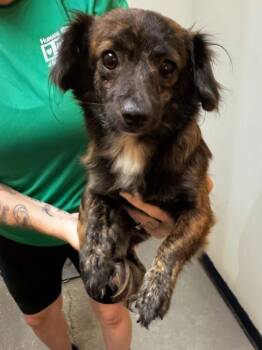 Tommy -  Mixed Breed Dog for Adoption in Ocala, Florida - Tommy | PetCurious