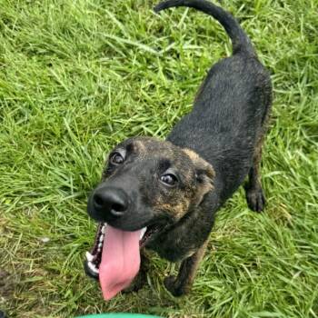 Jordan -  Labrador Retriever Dog for Adoption in Rock Falls, Illinois - Jordan | PetCurious