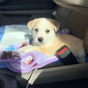 Mango -  Pembroke Welsh Corgi Dog for Adoption in Penryn, California - Mango | PetCurious