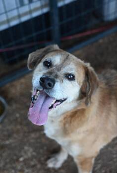Rescue Hound Dogs for Adoption in Newberry, South Carolina - Donnie AKA THE DONALD | PetCurious
