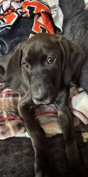 Black Labrador Retriever and Redbone Coonhound Dogs Available for Adoption in Collingswood, New Jersey - Otis | PetCurious