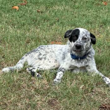 Patches -  Australian Cattle Dog Blue Heeler Dog for Adoption in Houston, Texas - Patches | PetCurious