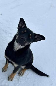 Sammy -  Shepherd Dog for Adoption in Woodstock, Ontario - Sammy | PetCurious