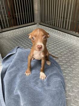 MARY -  Mixed Breed Dog for Adoption in Dallas, Texas - MARY | PetCurious
