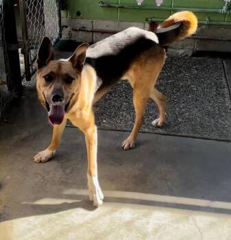 Rescue German Shepherd Dog and Australian Shepherd Dogs for Adoption in Moriarty, New Mexico - Max | PetCurious