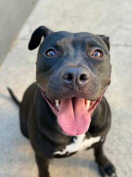Pit Bull Terrier Dogs Available for Adoption in Chicago, Illinois - Onyx | PetCurious