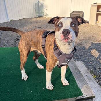 Coconut -  Pit Bull Terrier and Mixed Breed Dog for Adoption in Binghamton, New York - Coconut | PetCurious