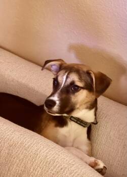 Booboo -  Jack Russell Terrier and Shepherd Dog for Adoption in Escondido, California - Booboo | PetCurious