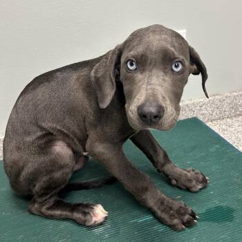 Dew -  Mixed Breed Dog for Adoption in Jupiter, Florida - Dew | PetCurious