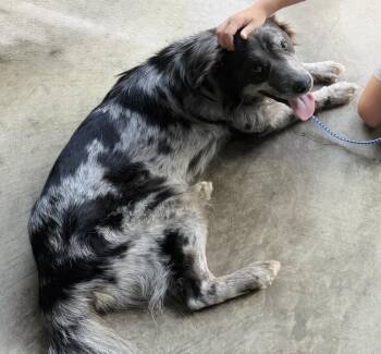 Cruz -  Australian Shepherd Dog for Adoption in Brownstown, Indiana - Cruz | PetCurious