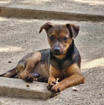 Bug -  Chihuahua Dog for Adoption in Uxbridge, Massachusetts - Bug | PetCurious