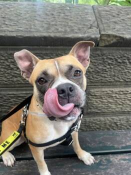 Monie -  Mixed Breed Dog for Adoption in New York, New York - Monie | PetCurious