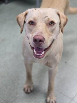 P bear -  Labrador Retriever and Mixed Breed Dog for Adoption in Danielsville, Georgia - P Bear | PetCurious