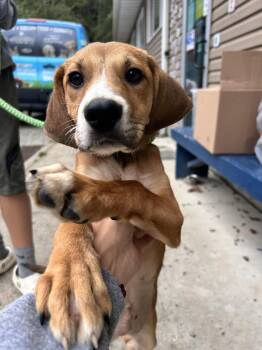 Corky -  Hound Dog for Adoption in Elkins, West Virginia - Corky | PetCurious