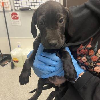 Hound and Pit Bull Terrier Dogs Available for Adoption in Durango, Colorado - Hercules | PetCurious