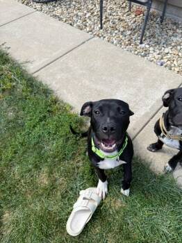 Rescue Pit Bull Terrier Dogs for Adoption in East Peoria, Illinois - Brady | PetCurious