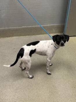 English Pointer and Rat Terrier Dogs Available for Adoption in Las Vegas, Nevada - SWEET BOY | PetCurious