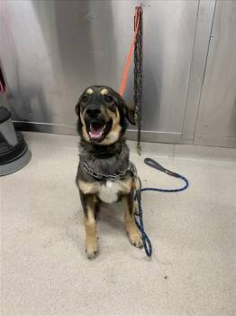 Husky and Rottweiler Dogs Available for Adoption in Fairbanks, Alaska - DAX | PetCurious