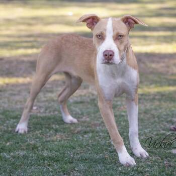 Howey -  Pit Bull Terrier Dog for Adoption in Portland, Oregon - Howey | PetCurious