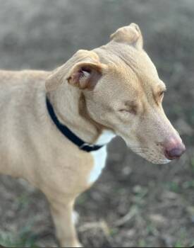 Mara -  Carolina Dog and Mixed Breed Dog for Adoption in Houston, Texas - Mara | PetCurious
