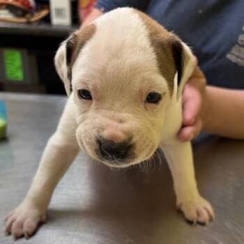 Cookie Dough -  American Bulldog and Mixed Breed Dog for Adoption in New Fairfield, Connecticut - Cookie Dough | PetCurious