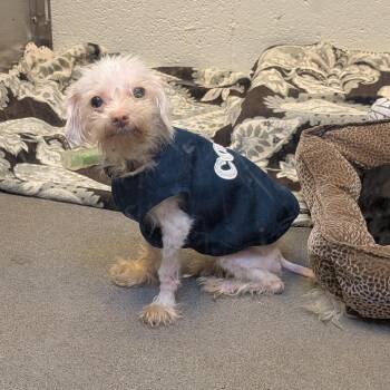 Alexandrite -  Mixed Breed Dog for Adoption in Pittsburgh, Pennsylvania - Alexandrite | PetCurious