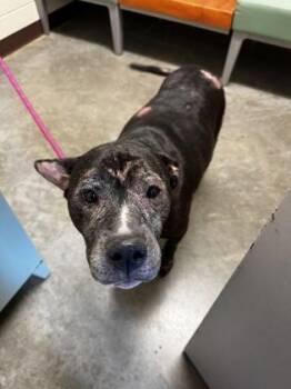 Bella Mae -  Mixed Breed Dog for Adoption in Fallston, Maryland - Bella Mae | PetCurious