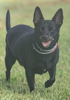 Aj -  Chihuahua Dog for Adoption in Irwin, Pennsylvania - Aj | PetCurious