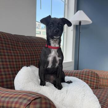 Astro -  Chihuahua Dog for Adoption in Denver, Colorado - Astro | PetCurious