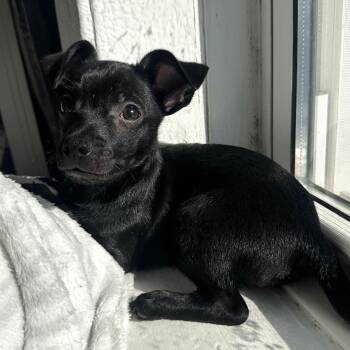 Chihuahua Dogs Available for Adoption - Buttons | PetCurious