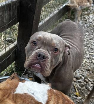 Rescue American Bully Dogs for Adoption in Brownstown, Indiana - Mocha Latte | PetCurious
