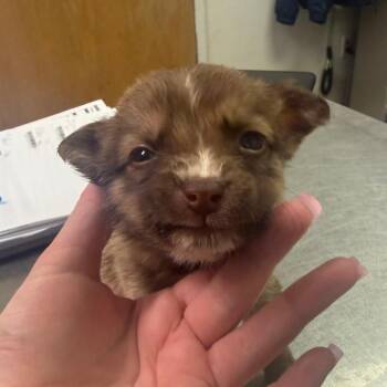 Mixed Breed Dogs Available for Adoption in Charleston, West Virginia - Seven | PetCurious