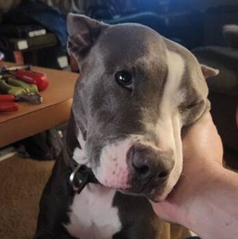 CALLIE JADE -  Bull Terrier and Pit Bull Terrier Dog for Adoption in Lawton, Oklahoma - CALLIE JADE | PetCurious