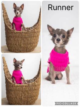 Runner -  Chihuahua Dog for Adoption in Enterprise, Alabama - Runner | PetCurious