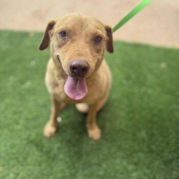 Rescue Labrador Retriever Dogs for Adoption in Phoenix, Arizona - Princess | PetCurious