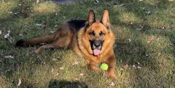 Rescue German Shepherd Dog Dogs for Adoption in North Kingstown, Rhode Island - Bruno | PetCurious