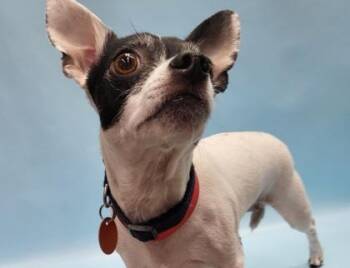 Hensley -  Chihuahua Dog for Adoption in Golden Valley, Minnesota - Hensley | PetCurious